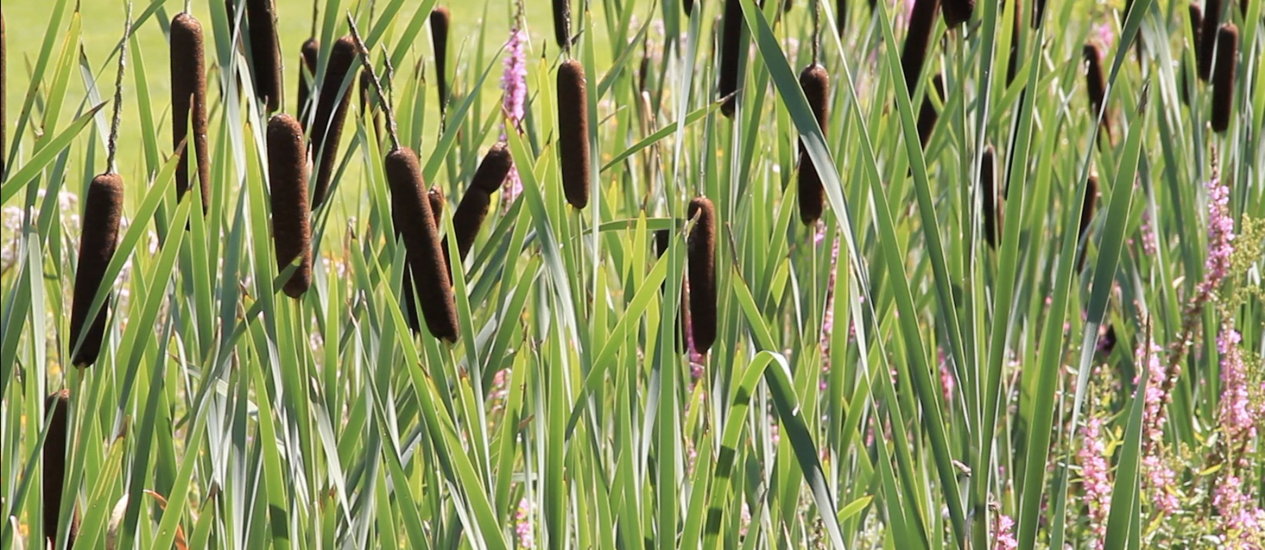Wisconsin wetland marsh background