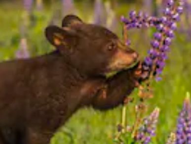 Bear cub among wildflowers in Wisconsin nature