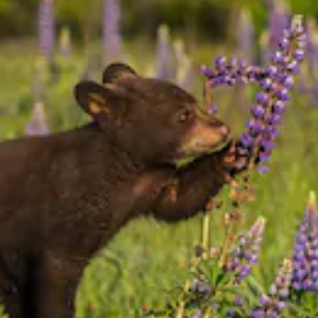 wild black bear cub smelling flowers